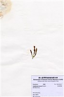 藏品(短尖假羽藻)的圖片